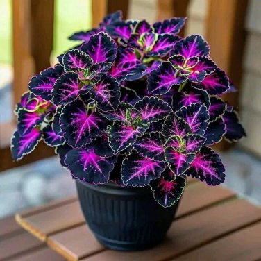 50 SEEDS Fascinating giant caladium Dark Purple