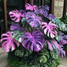 50 SEEDS Fascinating giant caladium Bright Purple and White