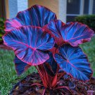 50 SEEDS Fascinating giant caladium  Dark Blue