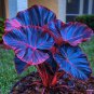 50 SEEDS Fascinating giant caladium  Dark Blue