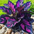 50 SEEDS Fascinating giant caladium  Purple Stripes