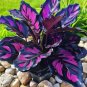 50 SEEDS Fascinating giant caladium  Purple Stripes