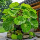 50 SEEDS Fascinating giant caladium Green Leaves