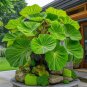 50 SEEDS Fascinating giant caladium Green Leaves