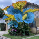 50 SEEDS Fascinating giant caladium Blue and Yellow
