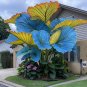 50 SEEDS Fascinating giant caladium Blue and Yellow