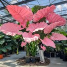 50 SEEDS Fascinating giant caladium Pink