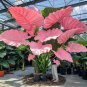 50 SEEDS Fascinating giant caladium Pink