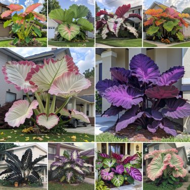 1 SEEDS Fascinating giant caladium  Color-Mixing Colors
