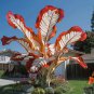 1 SEEDS Fascinating giant caladium   Color-Red