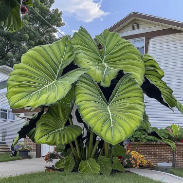 1 SEEDS Fascinating giant caladium Color-Green