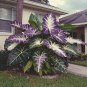 1 SEEDS Fascinating giant caladium  Color-Black & White