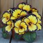 50 SEEDS Rare Twin Begonia Potted Design, Easy Maintenance #2
