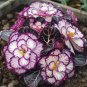 50 SEEDS Rare Twin Begonia Potted Design, Easy Maintenance #3
