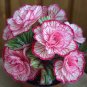 50 SEEDS Rare Twin Begonia Potted Design, Easy Maintenance #5