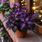 50 seeds Rare Galaxy Polka Dot Begonia Foliage Plants #1