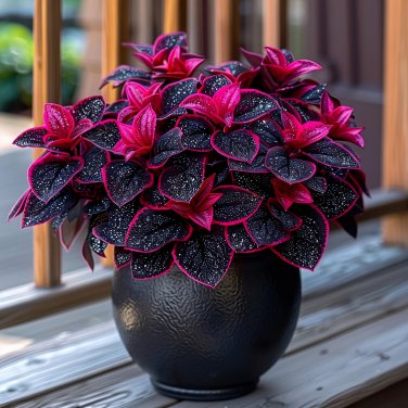 50 seeds Rare Galaxy Polka Dot Begonia Foliage Plants #4