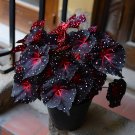 50 seeds Rare Galaxy Polka Dot Begonia Foliage Plants #7