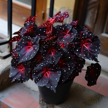 50 seeds Rare Galaxy Polka Dot Begonia Foliage Plants #7