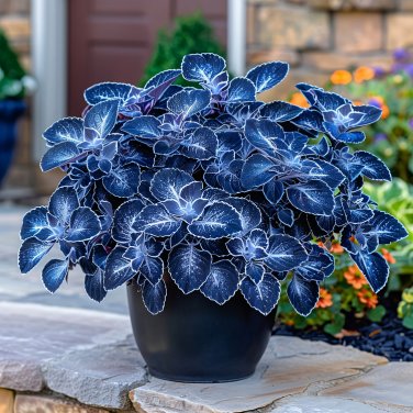 50 seeds Rare Galaxy Polka Dot Begonia Foliage Plants #11
