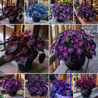50 seeds Rare Galaxy Polka Dot Begonia Foliage Plants #12
