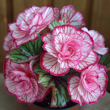 50 seeds Painted Begonia Plant #3
