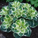 50 seeds Painted Begonia Plant #4