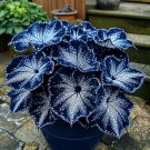 50 seeds Painted Begonia Plant #7