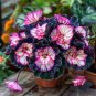 50 seeds Painted Begonia Plant #9