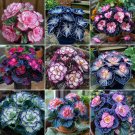 50 seeds Painted Begonia Plant #mix