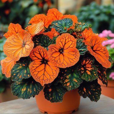 50 seeds Neon Glow Begonia #1
