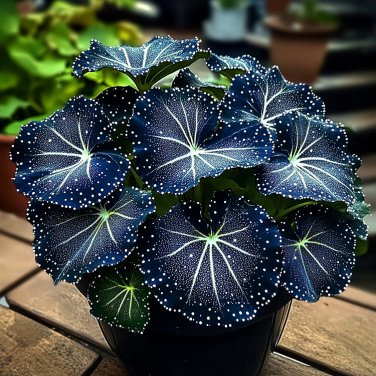 50 seeds Blue Night Spark Begonia #1