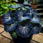 50 seeds Blue Night Spark Begonia #1
