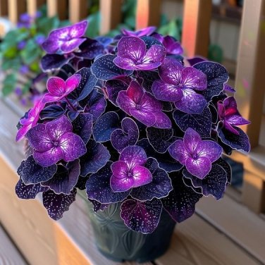50 seeds Begonia Rex 'Cosmic Purple'