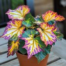 50 seeds Golden Twilight Begonia