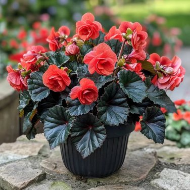 50 seeds Mocca Cherry Begonia