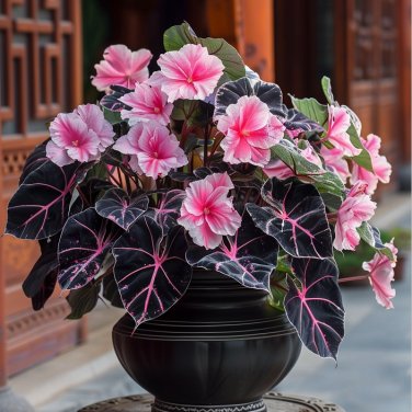 50 seeds Begonia Mix