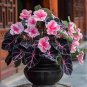 50 seeds Begonia Mix