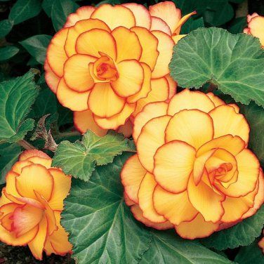 50 seeds Yellow-Red Begonia Flower Seeds