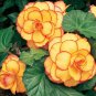 50 seeds Yellow-Red Begonia Flower Seeds