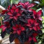50 seeds Stardust Begonia