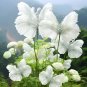 50 seeds White Bytterfly Flower Seeds
