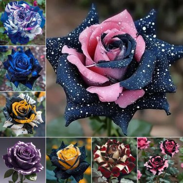 50 seeds Starlight Mottled Rose - Rare Multicolor