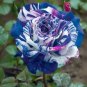 50 seeds Starlight Mottled Rose - Color-Frozen Star