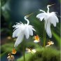50 seeds Crane Flower Seeds