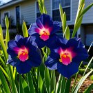 2 seeds Mixed Color Cat Paw Gladiolus Seeds navy