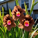 2 seeds Mixed Color Cat Paw Gladiolus Seeds brown