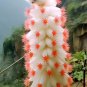 50 seeds "Fox Tail"Cactus Seeds