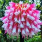 50 seeds Hanging Lobelia Pink