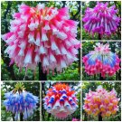 50 seeds Hanging Lobelia Six colors mixed